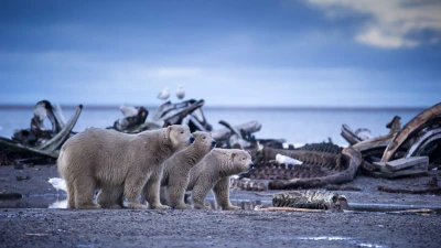 Alaska: Vương Quốc Băng Giá